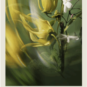 Pure Abundance Style Pre: yellow ylang-ylang flowers, white jasmine, and green peppermint leaves arranged together with dreamy light and shadow effects. - SAAB Salon Spa | Ottawa On, Canada