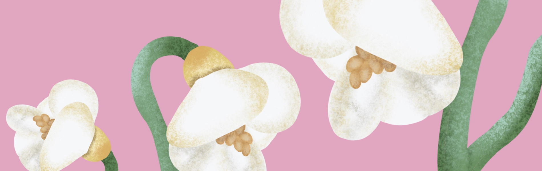 Illustration of three white flowers with green stems and yellow centers on a pink background. - SAAB Salon Spa | Ottawa On, Canada